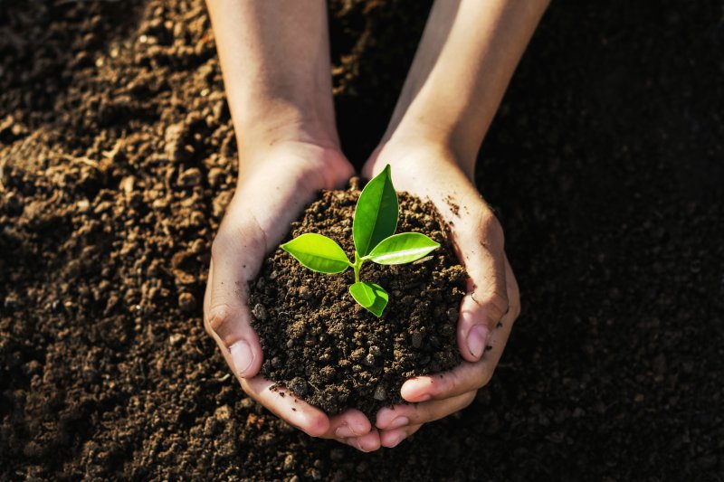 someone cradling a sapling